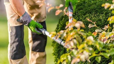Servizio Manutenzione Verde Pubblico | Offerte Lavoro Giardiniere Tuttofare | Cerco Giardiniere per Sistemare Giardino | Obbligo Taglio Erba Giardino